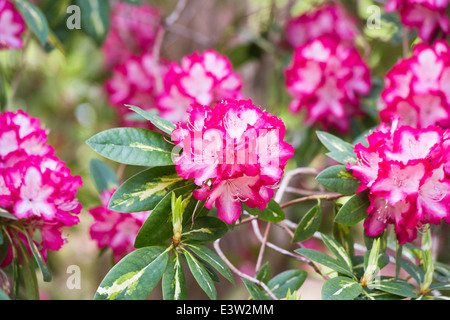 Dunkelrosa, rote und weiße Rhododendron 'Präsident Roosevelt", bunte grün auf weiß Blätter/Laub, RHS Gärten, Wisley Stockfoto