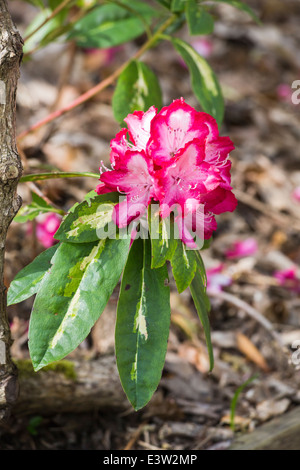 Dunkelrosa, rote und weiße Rhododendron 'Präsident Roosevelt", bunte grün auf weiß Blätter/Laub, RHS Gärten, Wisley Stockfoto