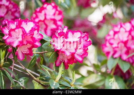 Dunkelrosa, rote und weiße Rhododendron 'Präsident Roosevelt", bunte grün auf weiß Blätter/Laub, RHS Gärten, Wisley Stockfoto