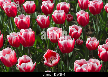 'Timeless' bei RHS Wisley, Surrey, UK im Frühling blühende, rote und weiße Tulpe Stockfoto