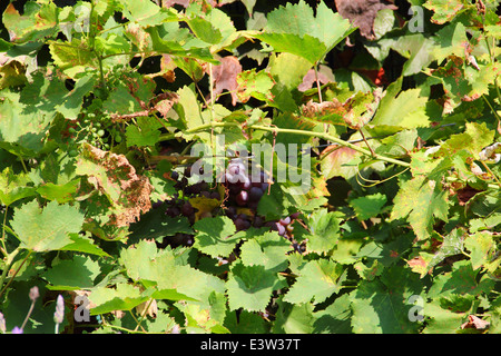 Rote Trauben am Rebstock Nahaufnahme im freien Stockfoto