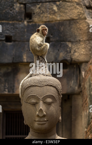 Affe sitzt hoch auf Buddha-Kopf in Thailand. Stockfoto