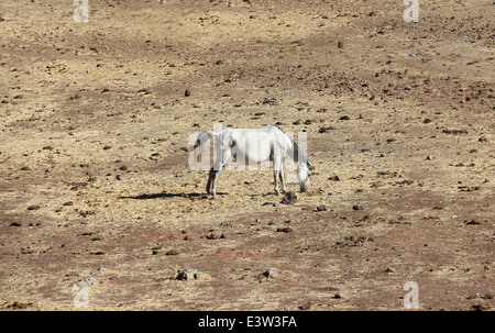 Reinrassigen spanischen Andalusier auf trockenen Weide Stockfoto