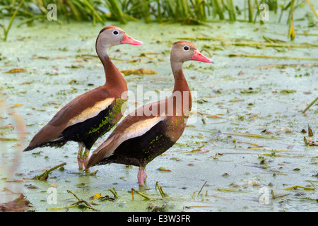 Ein paar der schwarzbäuchigen Pfeifen Enten (Dendrocygna Autumnalis) in einem Sumpf mit Wasserlinsen bedeckt. Stockfoto