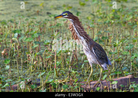 Grüne Heron (Butorides Virescens) zeigen defensiv "Forward" Anzeige gegen die andere Reiher, die Einreise in das Hoheitsgebiet. Stockfoto