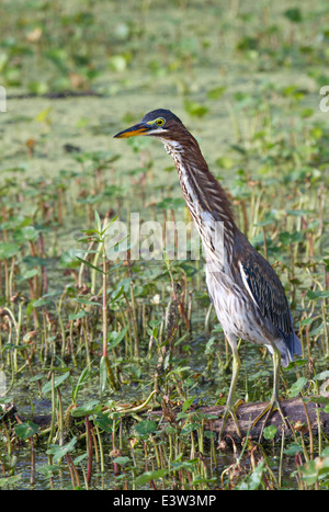 Grüne Heron (Butorides Virescens) zeigen defensiv "Forward" Anzeige gegen die andere Reiher, die Einreise in das Hoheitsgebiet. Stockfoto