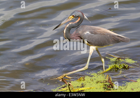 Dreifarbigen Heron (Egretta Tricolor) zu Fuß in den See. Stockfoto