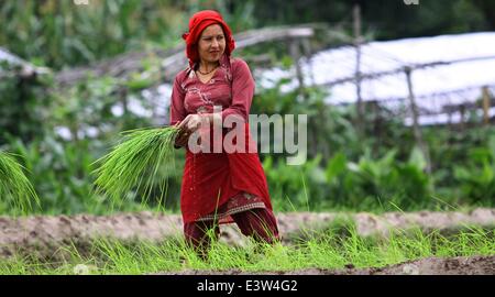 Kathmandu, Nepal. 29. Juni 2014. Ein Bauer arbeitet in einem Reisfeld während der Asar Pandhra Festival in Lalitpur, Nepal, 29. Juni 2014. Bauern begann die jährliche Reis Pflanzen Saison auf 'Asar 15' und markieren Sie den Tag mit verschiedenen Festlichkeiten. © Sunil Sharma/Xinhua/Alamy Live-Nachrichten Stockfoto