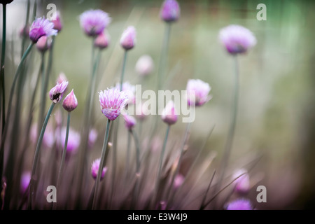 Lila Blumen Blüte Schnittlauch im Garten Stockfoto