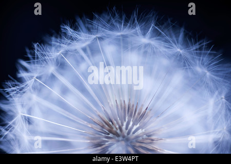 Löwenzahn Samen Kopf Makro Nahaufnahme auf schwarzem Hintergrund Stockfoto