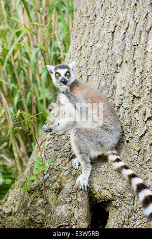 Ein Ring-tailed Lemur auf einem Baum Stockfoto