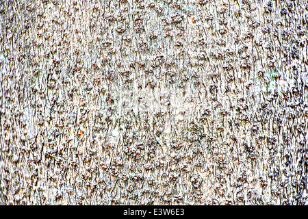 Baum-Rinde-Textur Stockfoto