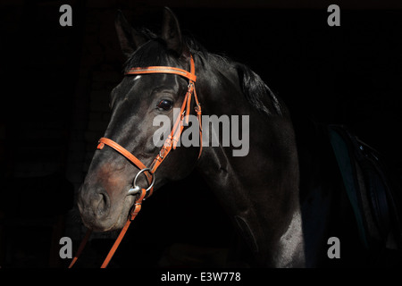 Trakehner Hengst mit klassischen Zaum auf schwarzem Hintergrund Stockfoto