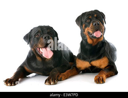 Porträt von zwei reinrassigen Rottweiler vor weißem Hintergrund Stockfoto