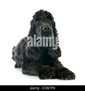 Porträt eines reinrassigen englischen Cocker in einem studio Stockfoto