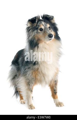 Porträt eines reinrassigen Shetland Hundes vor weißem Hintergrund Stockfoto