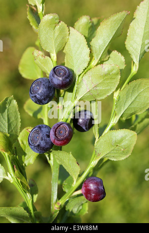 Heidelbeere Vaccinium myrtillus Stockfoto