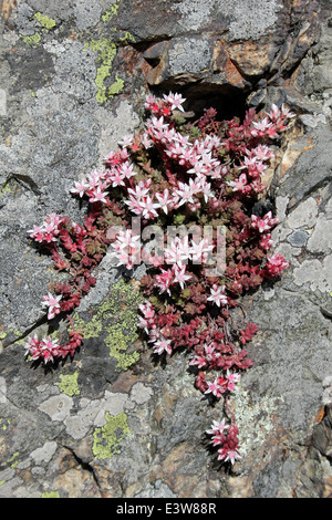 Englischer Stonecrop Sedum anglicum wächst auf Rhyolith Rock Stockfoto