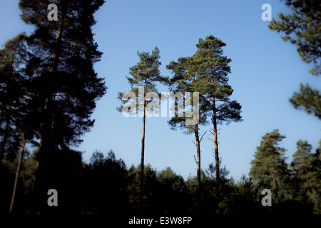 Thetford Forest, Norfolk & Suffolk, UK: Eine Gruppe von hoch Scott Pinien sind von der Abendsonne beleuchtet Stockfoto