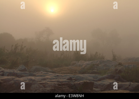 Misty Dawn über einen Fluss im Krüger National Park. Stockfoto
