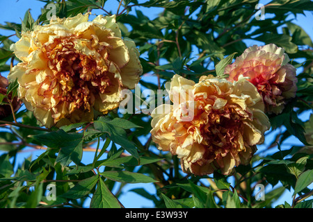 Baum Pfingstrose Paeonia 'Souvenir du Professor Maxime Cornu' oder 'Kinkaku' Lutea Hybrid Orange Yellow Flower Stockfoto