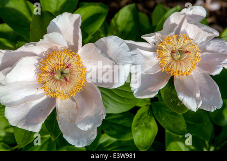 Paeonia suffruticosa, Pfingstrosen sind mehrjährig, Halbstrauch und Sträucher mit abwechselnd, gefiederten oder tief gespaltenen Blättern Stockfoto