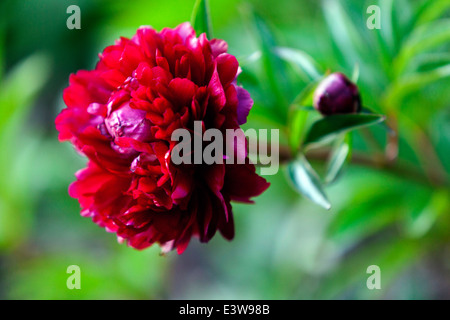 Peony Red Charme, roten Pfingstrosen, Paeonia lactiflora, Pfingstrose Garten Stockfoto