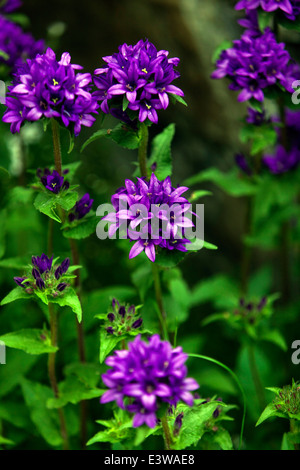 Campanula Glomerata, gruppiert unter dem gemeinsamen Namen bekannt, Glockenblume oder des Dänen Blut Stockfoto