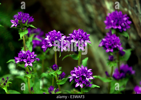 Campanula Glomerata, gruppiert unter dem gemeinsamen Namen bekannt, Glockenblume oder des Dänen Blut Stockfoto