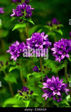 Campanula Glomerata, gruppiert unter dem gemeinsamen Namen bekannt, Glockenblume oder des Dänen Blut Stockfoto