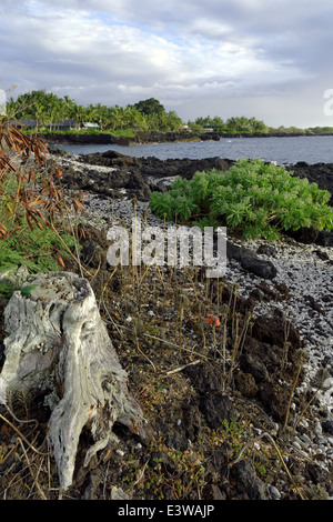 Kealakekua Bay, Captain Cook, Kailu Kona, Big Island, Hawaii, USA Stockfoto