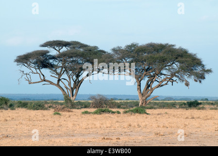 Zwei Tortilis Akazien oder Regenschirm Thorn mit Anzeichen einer Beschädigung der Elefanten im Amboseli-Nationalpark Kenia Stockfoto