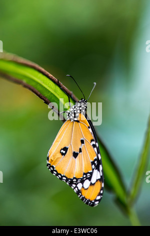 Afrikanische Monarch-Schmetterling klammerte sich an ein langes, schmales Blatt mit grünem Hintergrund jedoch unscharf Stockfoto