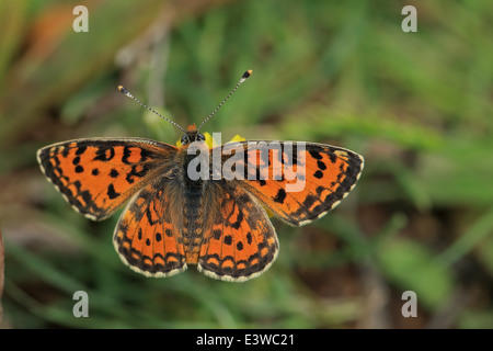 Lesser Spotted Fritillary (Melitaea Trivia) Stockfoto