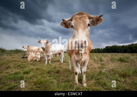 Kuh auf der Weide hautnah während trüben Tag Stockfoto