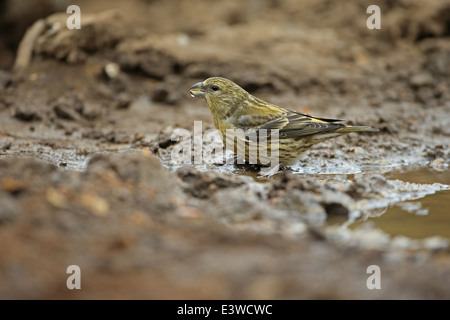 Gemeinsame Gegenwechsel (Loxia curvirostra) Stockfoto