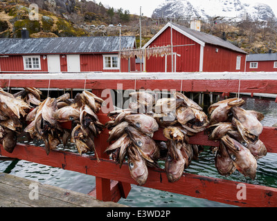 Stockfisch (Kabeljau) Köpfe hängen zum Trocknen in Nusfjord auf den Lofoten in Norwegen. Stockfoto
