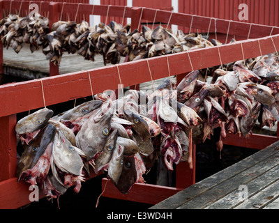 Stockfisch (Kabeljau) Köpfe hängen zum Trocknen in Nusfjord auf den Lofoten in Norwegen. Stockfoto