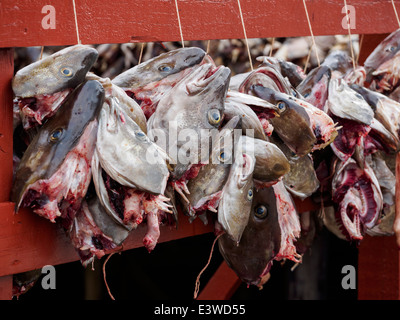 Stockfisch (Kabeljau) Köpfe hängen zum Trocknen in Nusfjord auf den Lofoten in Norwegen. Stockfoto