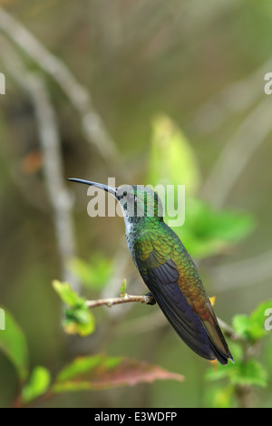 White-chested Smaragd (Amazilia Chionopectus) Stockfoto