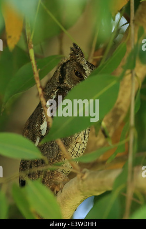 Tropischen Kreischeule (Megascops Choliba) Stockfoto