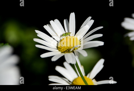 Nahaufnahme eines gemeinsamen grünen Kapsid-Fehlers auf die gelben Staubfäden einer Blume Gänseblümchen Stockfoto