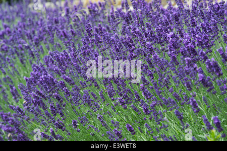 Lavandula Angustifolia Hidcote. Lavendel Stockfoto