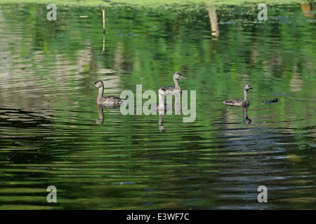 Wenigsten Grebe (Tachybaptus Dominicus) Stockfoto