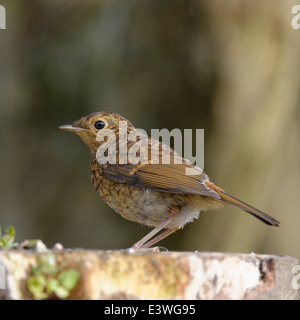 Rotkehlchen thront auf einem Baumstumpf Stockfoto