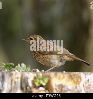 Rotkehlchen thront auf einem Baumstumpf Stockfoto