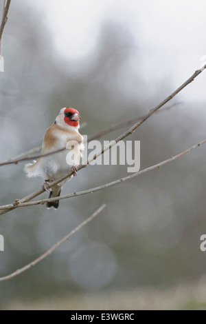 British Garden Birds: eine einsame Stieglitz sitzt auf einem dünnen Ast Stockfoto