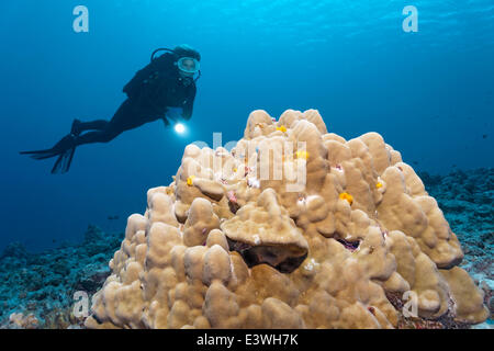 Scuba Diver Blick auf einem Korallenblock mit Weihnachtsbaum Würmer (Spirobranchus Giganteus), Bora Bora, Leeward-Inseln Stockfoto