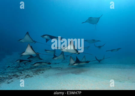 Schule der Spotted Adlerrochen (Aetobatus Narinari) über einen sandigen Meeresboden, Bora Bora, Leeward-Inseln, Gesellschaftsinseln Stockfoto