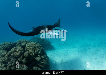 Riff-Mantarochen (Manta Alfredi) am Korallenblock mit sauberer Fisch Station, Bora Bora, Leeward-Inseln, Gesellschaftsinseln Stockfoto